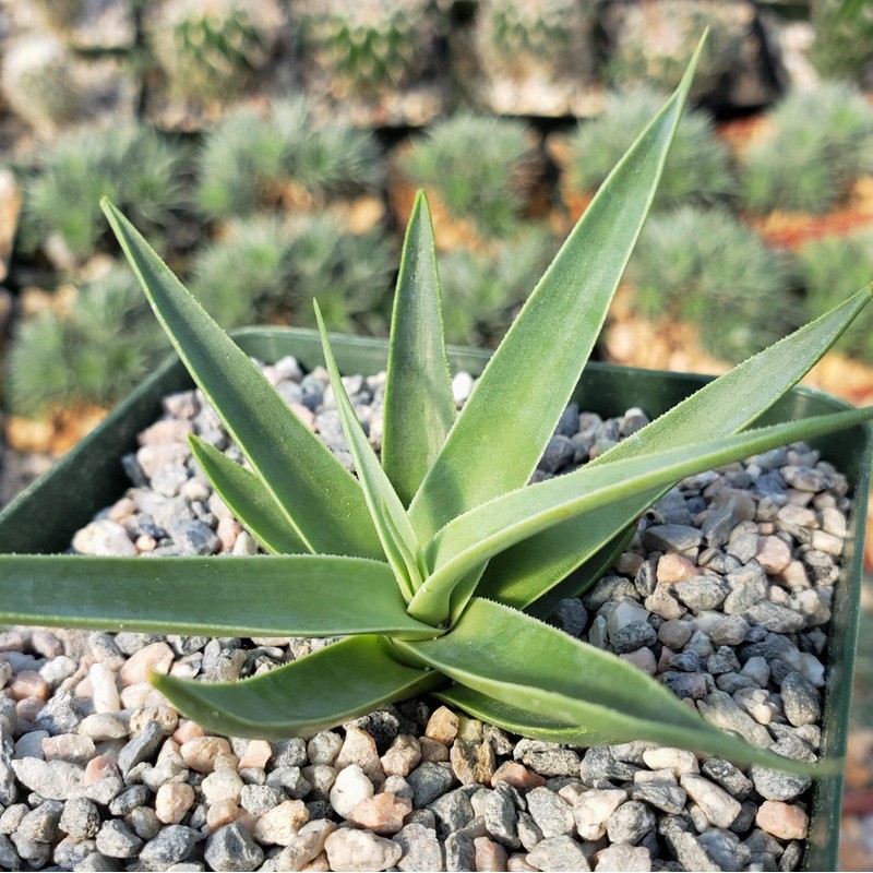 Agave bracteosa Cacti Cactus Succulent Real Live Plant