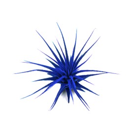 Dyed Tillandsia Ionantha Guatemala Enhanced Colored Colorful Air Plant Live Easy Care Indoor Outdoor Home Decor Gift Airplant by Awesome Industries Live Arrival Guaranteed (Deep Blue)