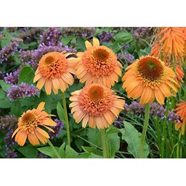 SVI Echinacea 'Supreme Cantaloupe' Flower Seeds, 50 Seeds / Pack, Orange Red Coneflower KK049