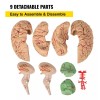 Vevor Cerebro Humano Modelo Anatomico Desarmable 9 Piezas
