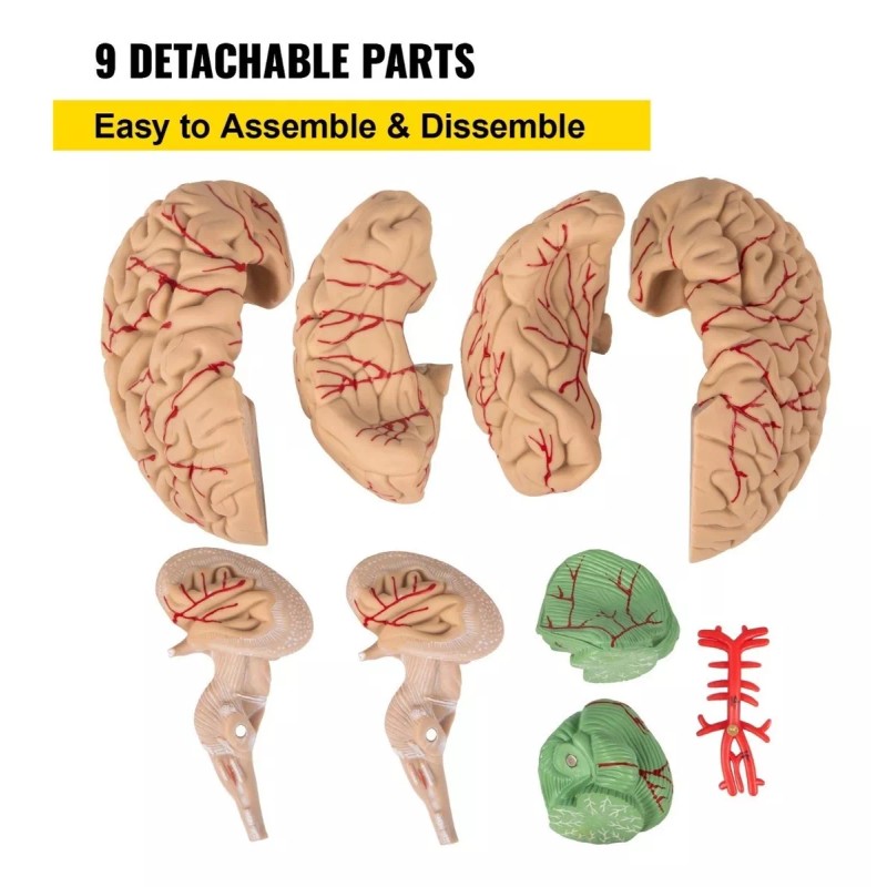 Vevor Cerebro Humano Modelo Anatomico Desarmable 9 Piezas