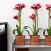 HiGift 5 Pack 17 inch Plant Support Stakes, 4mm Thick
