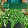 Moringa Leaves-2.6oz, Dried From Fresh Green Moringa Oleifera Leaves, Hojas