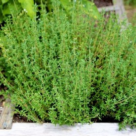 TomorrowSeeds - True Winter Thyme Seeds - 2000+ Count - for 2026 Planting Thymus Vulgaris Perennial Common German Thyme Basil Rosemary Heirloom Herb Garden Grow Your Own Home Farm Patio Healthy