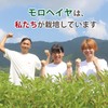 便秘 解消 サプリ 乳酸菌 バナナみたいに超腸快調(450粒入) 腸活 サプリ モロヘイヤ 食物繊維 お通じ改善