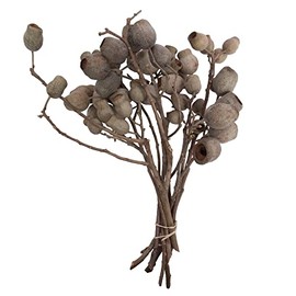Vickerman Natural Botanicals 11" Bellgum Branch, Natural Preserved Foliage Dried Branch, 10 Stems Per Pack