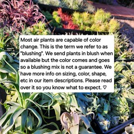 Best 10 Pack Air Plants - Premium, High Quality, From The Green House. A trendy houseplant for beginners. Great for gifts, parties, and wedding decorations.