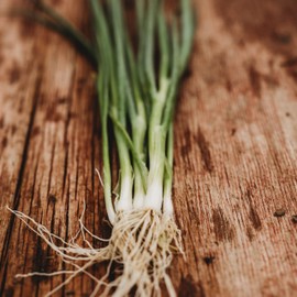 Tokyo Long White Bunching Spring (Green) Onion - 100 Seeds - Heirloom & Open-Pollinated Variety, Non-GMO Vegetable Seeds for Planting Outdoors in The Home or Kitchen Garden, Thresh Seed Company