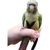 Adjustable Birds Harness and Harness Leash Training Supplies Pet Anti-bite