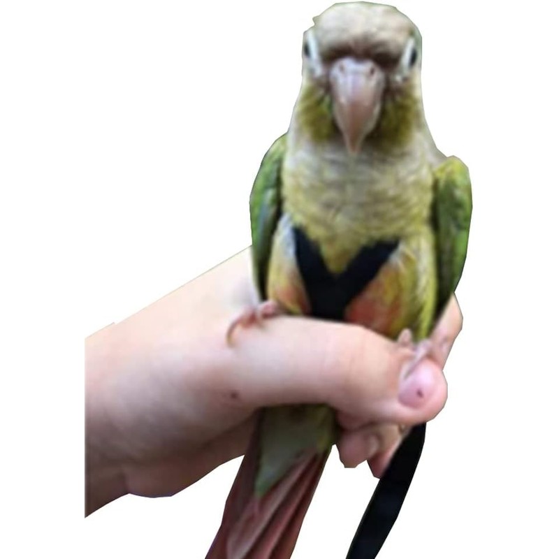 Adjustable Birds Harness and Harness Leash Training Supplies Pet Anti-bite