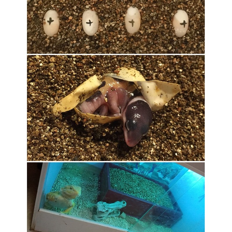 5QT Organic Vermiculite Granules for Plants and Gardening