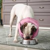 IECOii Elizabeth Collar, Dogs and Cats, Adjustable, Breathable, Lightweight, Soft
