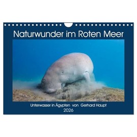 Naturwunder im Roten Meer (Wandkalender 2026 DIN A4 quer), CALVENDO Monatskalender: Unterwasseraufnahmen aus Ägypten (CALVENDO Natur)