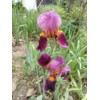 Bearded Iris 15 Bearded Iris Rhizomes – Easy to Grow,