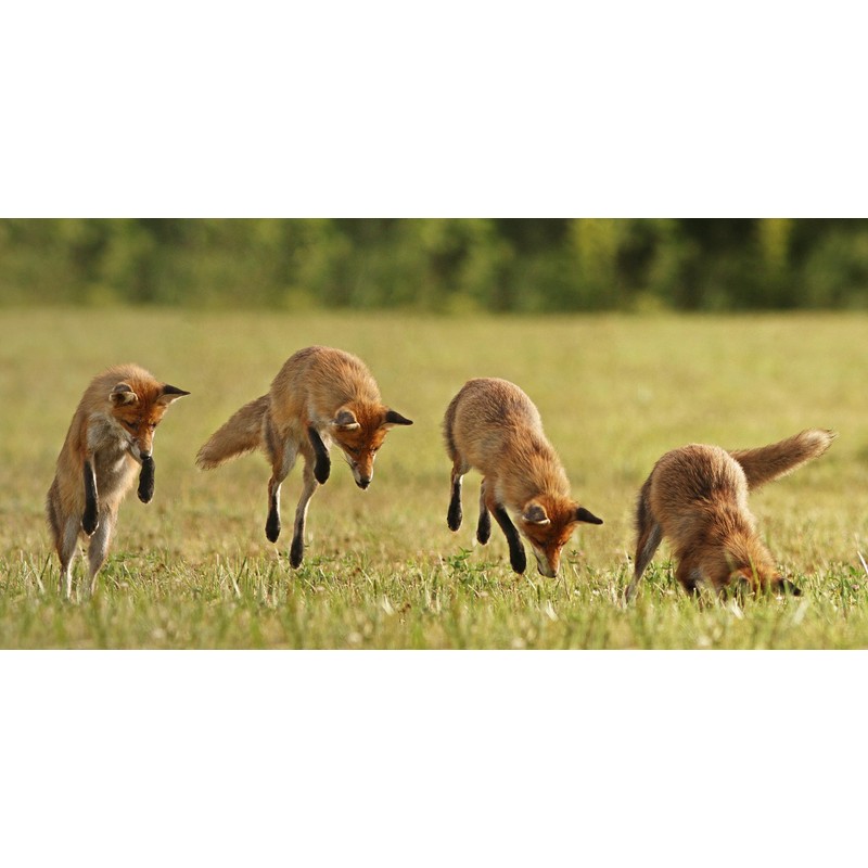 Primos Hunting Mouse Squeeze Call, Green, Effective Predator Attraction Tool,