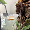 Permanent Gecko Feeding Ledge W/ Disposable Cups - Options: Translucent