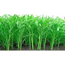 Kong Xin CAI Seeds (250 Seeds) - Green Leaf Vegetable Seeds for Planting Garden - Non-GMO Choy Ong Seeds - Ships from Iowa, USA