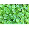 4000 Crab Claw Peperomia Seeds Vietnam Rau Cang Cua Vegetable