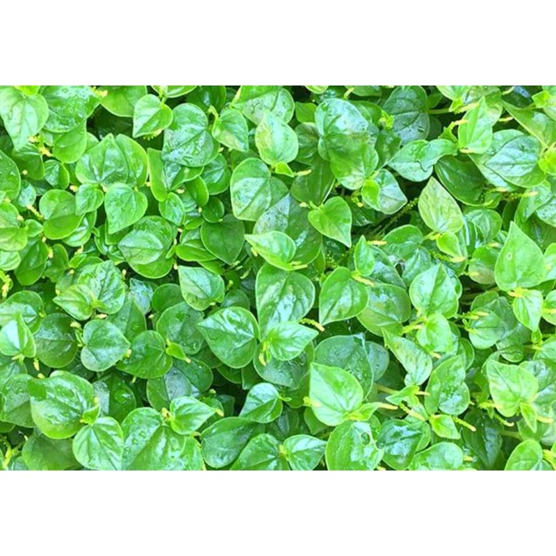 4000 Crab Claw Peperomia Seeds Vietnam Rau Cang Cua Vegetable