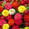 1000 Zinnia Seeds Compound Petals Multi-Color Premium Seeds True Classic