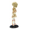 Single Head Infant Bone Model The Medical Teaching Model is
