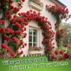 200+ Red Climbing Rose Seeds for Planting Outdoors Ornamental Climbing