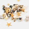 Tiny Mixed Ocean Beach Spiral Seashells &10 Small Starfish -