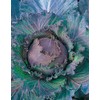 Johnsons 19401 Vegetable Seeds, Cabbage January King 3