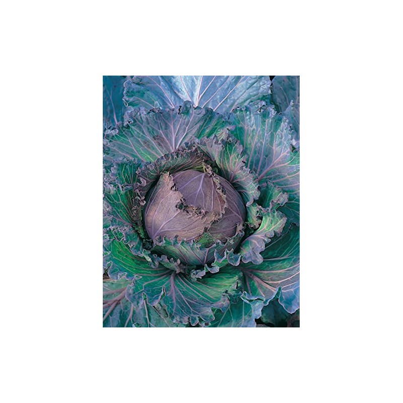 Johnsons 19401 Vegetable Seeds, Cabbage January King 3