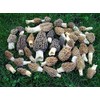 Morel Mushroom Spores in Sawdust Seed Spore Grow Kit From WV makes 5 gals