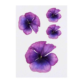 4 x 'Violet Poppy' Temporary Tattoos - Water Resistant, Skin-Safe, Non-Toxic Transfers, Mixed Sizes (TO00015927)