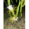 Cactus 2X Queen 12" CACTUS ORCHIDs NIGHT BLOOMING CEREUS
