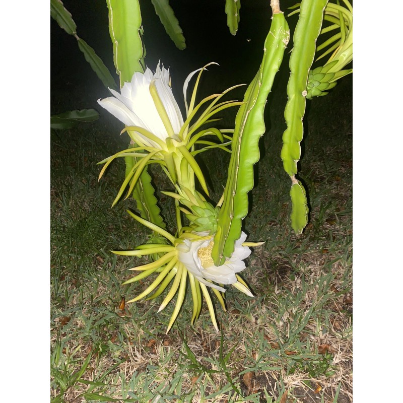 Cactus 2X Queen 12" CACTUS ORCHIDs NIGHT BLOOMING CEREUS
