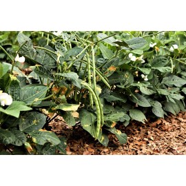 Sunshine Seeds Black Eyed Pea / Cowpea seeds (40) / ORGANIC / HEAT TOLERANT / FLORIDA GROWN