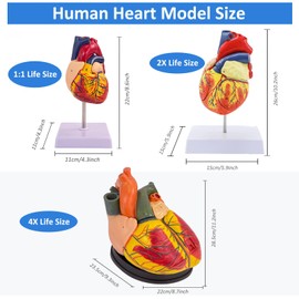 Human Heart Model – Life-Size Medical Teaching Heart with Numbered Identification, Magnetic Detachable Design, Mounted Display Base & Instruction Manual for Classroom & Study (2X Life Size)