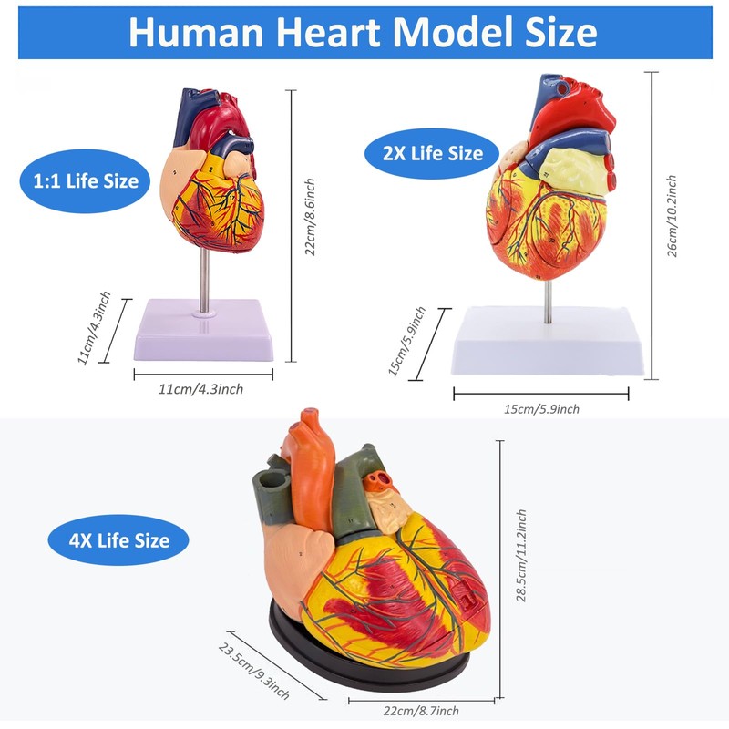 Human Heart Model – Life-Size Medical Teaching Heart with Numbered