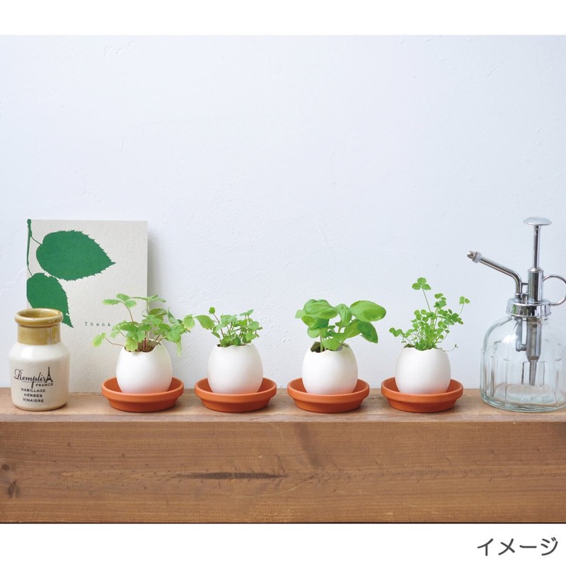 Seishin Pottery EG-4804 Egg Ring, Eco Friendly, Cactus, White