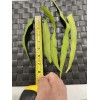 Cactus 11 Cutting 16.00 $ Epiphyllum Orchid Cactus: Night-Blooming Cereus