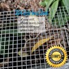 Upgraded 2PACK SS Wire Mesh, 4 Mesh Completely Welded, 12