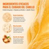 Shampoo Sin Sal Shampoo Hombre Control De Grasa Profesional