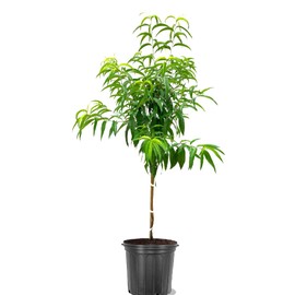 American Plant Exchange American Plant Exchange Contender Peach Tree, 5 Gallon Pot, 3-4ft Tall, Large Outdoor Landscape Garden Tree, Live Fruiting Plant, Cold Hardy, Fast Growing