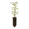 Dawn Redwood | Medium Tree Seedling | The Jonsteen Company