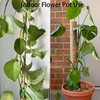 Plant Tape for Supporting Plants - 1/2" x 66ft Reusable