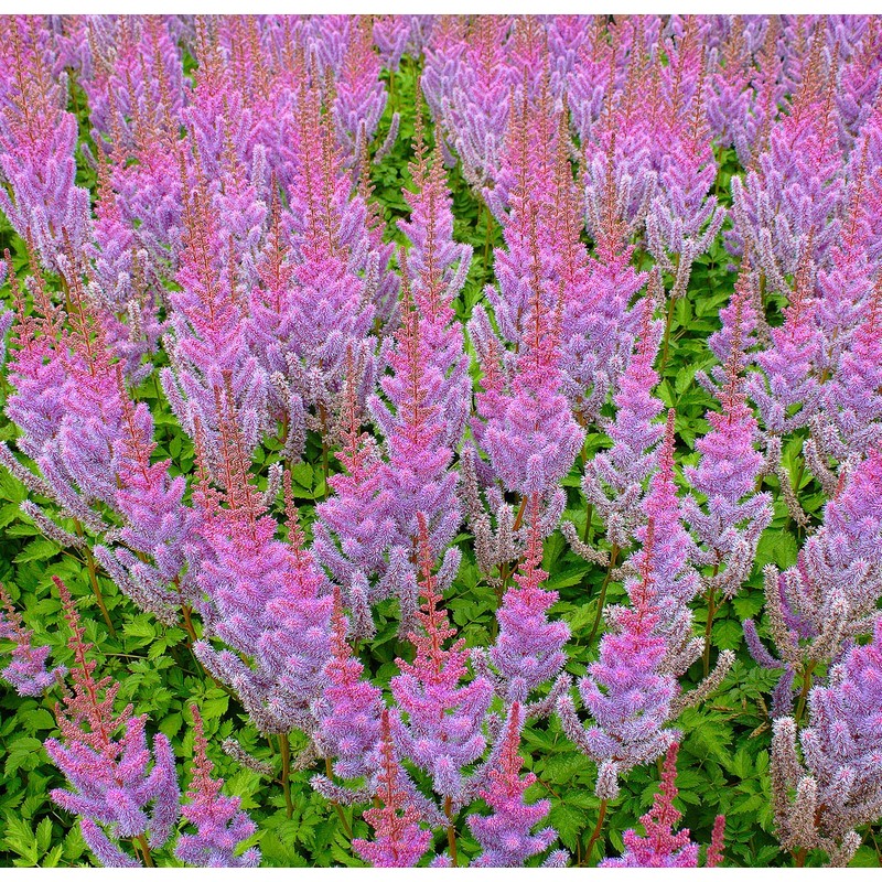 Outsidepride Astilbe Chinensis Goat's Beard Plant Seed - 2000 Seeds