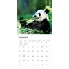 Giant Pandas | 2024 12 x 24 Inch Monthly Square