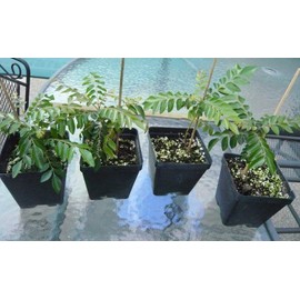 Gamthi Curry Leaf Plant