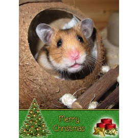 Hamster Christmas Card 'Merry Christmas' - Special Xmas Card for Him Her Kids Male Female
