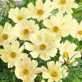 Outsidepride 50 Seeds Annual Cosmos Bipannatus Lemonade Yellow Cut Flower Garden Seeds