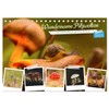 Wundersame Pilzwelten (Desk Calendar 2025 DIN A5 Landscape), CALVENDO Monthly