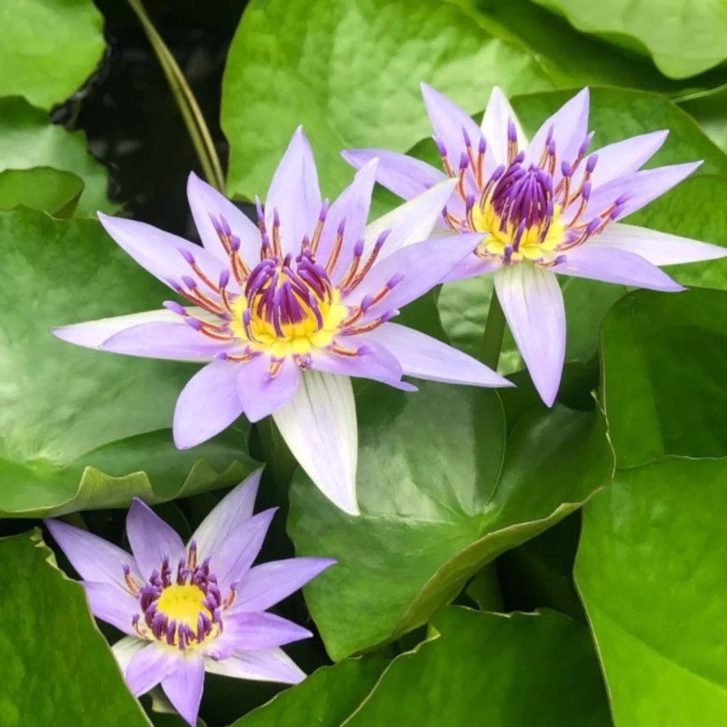 3 Pack Water Lily Live Tubers Plants Aquatic Colorful Pond